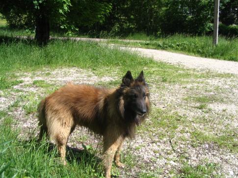 BFCT Le chien de Nans sous Sainte Anne
