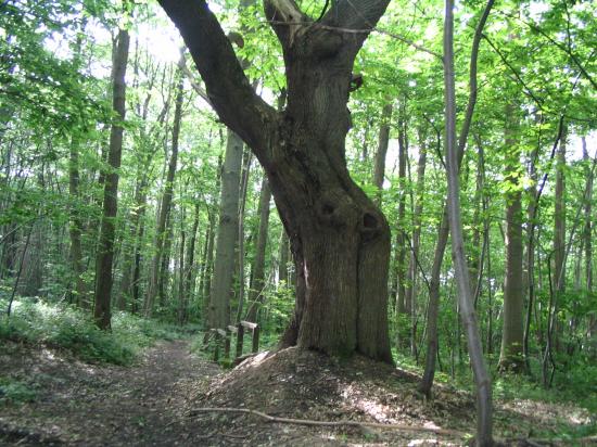 BCT 2007 Parcours des vieux chataigners