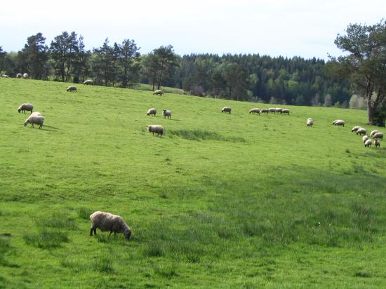 Moutons vers le Lac