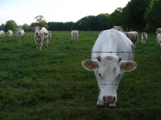 Les vaches nous saluent