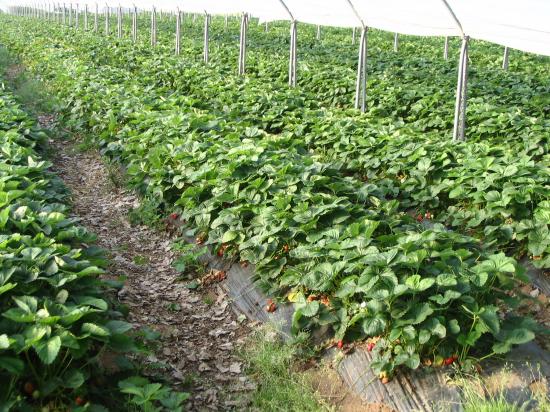 Champ de fraises en vallée du Lot